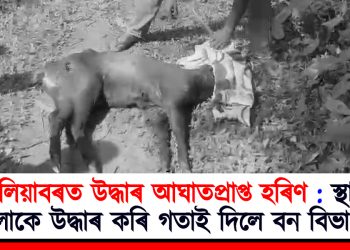 কলিয়াবৰত উদ্ধাৰ আঘাতপ্ৰাপ্ত হৰিণ : স্থানীয় লোকে উদ্ধাৰ কৰি গতাই দিলে বন বিভাগক
