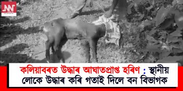 কলিয়াবৰত উদ্ধাৰ আঘাতপ্ৰাপ্ত হৰিণ : স্থানীয় লোকে উদ্ধাৰ কৰি গতাই দিলে বন বিভাগক