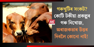 গৰুখুটিৰ সংকট? কোটি টকীয়া প্ৰকল্পৰ গৰু নিখোজ, অৰাজকতাৰ উত্তৰ দিবলৈ কোনো নাই!