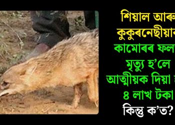 শিয়াল আৰু কুকুৰনেছীয়াৰ কামোৰৰ ফলত মৃত্যু হ’লে আত্মীয়ক দিয়া হ’ব ৪ লাখ টকা, কিন্তু ক’ত?