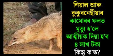 শিয়াল আৰু কুকুৰনেছীয়াৰ কামোৰৰ ফলত মৃত্যু হ’লে আত্মীয়ক দিয়া হ’ব ৪ লাখ টকা, কিন্তু ক’ত?