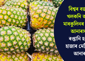 বিশ্বৰ বজাৰত খলকনি অসমৰ মাৰকুলিনৰ জৈৱিক আনাৰসৰ, ৰপ্তানি হ’ল ১ হাজাৰ মেট্ৰিকটন আনাৰস
