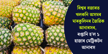 বিশ্বৰ বজাৰত খলকনি অসমৰ মাৰকুলিনৰ জৈৱিক আনাৰসৰ, ৰপ্তানি হ’ল ১ হাজাৰ মেট্ৰিকটন আনাৰস