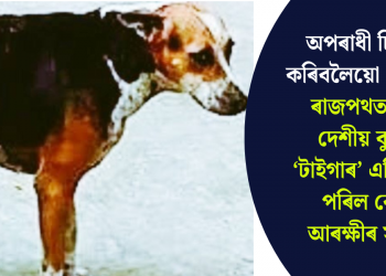 অপৰাধী চিনাক্ত কৰিবলৈয়ো ‘সক্ষম’! ৰাজপথত থকা দেশীয় কুকুৰ ‘টাইগাৰ’ এতিয়া হৈ পৰিল ৰে’ল আৰক্ষীৰ সদস্য
