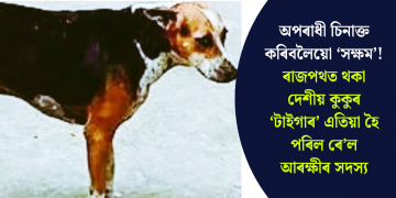 অপৰাধী চিনাক্ত কৰিবলৈয়ো ‘সক্ষম’! ৰাজপথত থকা দেশীয় কুকুৰ ‘টাইগাৰ’ এতিয়া হৈ পৰিল ৰে’ল আৰক্ষীৰ সদস্য