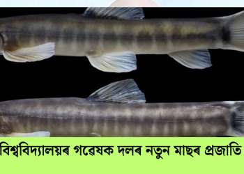 গুৱাহাটী বিশ্ববিদ্যালয়ৰ গৱেষক দলৰ নতুন মাছৰ প্ৰজাতি আৱিষ্কাৰ