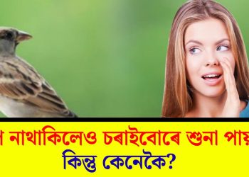 কাণ নাথাকিলেও চৰাইবোৰে শুনা পায়! কিন্তু কেনেকৈ?