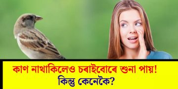 কাণ নাথাকিলেও চৰাইবোৰে শুনা পায়! কিন্তু কেনেকৈ?