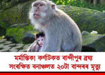 মৰ্মান্তিক! কৰ্ণাটকত বান্দীপুৰ ব্ৰঘ্য সংৰক্ষিত বনাঞ্চলত ২০টা বান্দৰৰ মৃত্যু