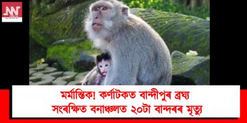মৰ্মান্তিক! কৰ্ণাটকত বান্দীপুৰ ব্ৰঘ্য সংৰক্ষিত বনাঞ্চলত ২০টা বান্দৰৰ মৃত্যু
