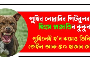 পুহিব নোৱাৰিব পিটবুলৰ দৰে হিংস্ৰ প্ৰজাতিৰ কুকুৰ : পুহিলেই হ’ব কমেও তিনিমাহ জেইল