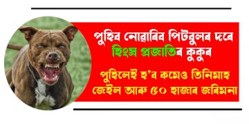 পুহিব নোৱাৰিব পিটবুলৰ দৰে হিংস্ৰ প্ৰজাতিৰ কুকুৰ : পুহিলেই হ’ব কমেও তিনিমাহ জেইল