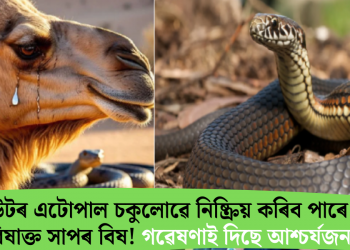 উটৰ এটোপাল চকুলোৱে নিষ্ক্ৰিয় কৰিব পাৰে ২৬টা বিষাক্ত সাপৰ বিষ! গৱেষণাত দিছে আশ্চৰ্যজনক তথ্য
