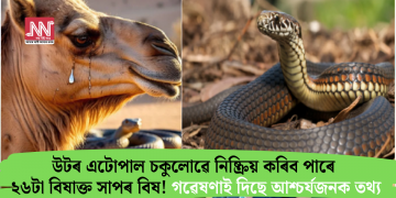 উটৰ এটোপাল চকুলোৱে নিষ্ক্ৰিয় কৰিব পাৰে ২৬টা বিষাক্ত সাপৰ বিষ! গৱেষণাত দিছে আশ্চৰ্যজনক তথ্য