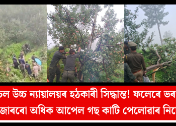 হিমাচল উচ্চ ন্যায়ালয়ৰ হঠকাৰী সিদ্ধান্ত! ফলেৰে ভৰপূৰ ৩ হাজাৰৰো অধিক আপেল গছ কাটি পেলোৱাৰ নিৰ্দেশ