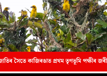 ৪৩টা প্ৰজাতিৰ সৈতে কাজিৰঙাত প্ৰথম তৃণভূমি পক্ষীৰ জৰীপ সম্পন্ন