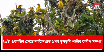৪৩টা প্ৰজাতিৰ সৈতে কাজিৰঙাত প্ৰথম তৃণভূমি পক্ষীৰ জৰীপ সম্পন্ন