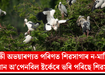 পক্ষী অভয়াৰণ্যত পৰিণত শিৱসাগাৰ ন-মাটি: এছিয়ান অ’পেনবিল ষ্টৰ্কেৰে ভৰি পৰিছে শিৱসাগৰ