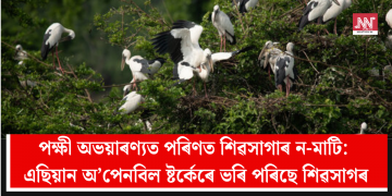 পক্ষী অভয়াৰণ্যত পৰিণত শিৱসাগাৰ ন-মাটি: এছিয়ান অ’পেনবিল ষ্টৰ্কেৰে ভৰি পৰিছে শিৱসাগৰ