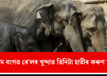 পশ্চিম বংগত ৰে’লৰ খুন্দাত তিনিটা হাতীৰ কৰুণ মৃত্যু!