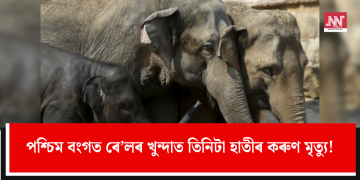 পশ্চিম বংগত ৰে’লৰ খুন্দাত তিনিটা হাতীৰ কৰুণ মৃত্যু!