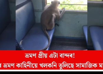 ভ্ৰমণ প্ৰিয় এটা বান্দৰ! বান্দৰৰ ভ্ৰমণ কাহিনীয়ে খলকনি তুলিছে সামাজিক মাধ্যমত