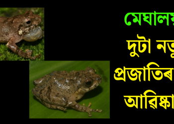 মেঘালয়ত দুটা নতুন প্ৰজাতিৰ বেং আৱিষ্কাৰ!