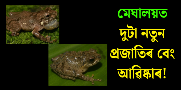 মেঘালয়ত দুটা নতুন প্ৰজাতিৰ বেং আৱিষ্কাৰ!