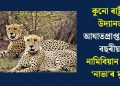 কুনো ৰাষ্ট্ৰীয় উদ্যানত আঘাতপ্ৰাপ্ত হৈ ৮ বছৰীয়া নামিবিয়ান চিতা ‘নাভা’ৰ মৃত্যু