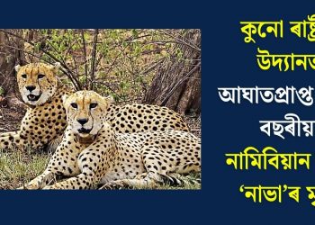 কুনো ৰাষ্ট্ৰীয় উদ্যানত আঘাতপ্ৰাপ্ত হৈ ৮ বছৰীয়া নামিবিয়ান চিতা ‘নাভা’ৰ মৃত্যু
