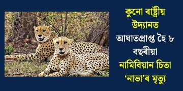 কুনো ৰাষ্ট্ৰীয় উদ্যানত আঘাতপ্ৰাপ্ত হৈ ৮ বছৰীয়া নামিবিয়ান চিতা ‘নাভা’ৰ মৃত্যু