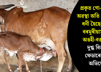 প্ৰকৃত গো-পালকৰ অৱস্থা অতি শোচনীয়, ধনী হৈছে কেৱল বৰমূৰীয়াসকলৰ অঙহী-বঙহীহে : দুগ্ধ বিতৰণ ফেডাৰেশ্যনৰ অভিযোগ