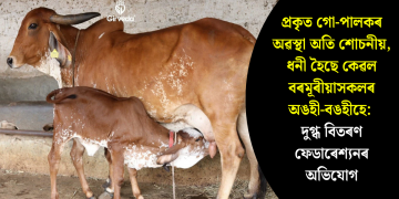 প্ৰকৃত গো-পালকৰ অৱস্থা অতি শোচনীয়, ধনী হৈছে কেৱল বৰমূৰীয়াসকলৰ অঙহী-বঙহীহে : দুগ্ধ বিতৰণ ফেডাৰেশ্যনৰ অভিযোগ