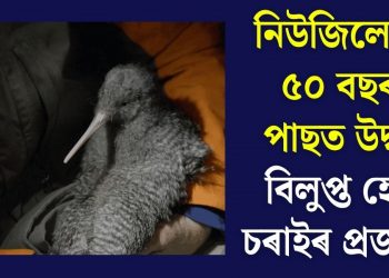 নিউজিলেণ্ডত ৫০ বছৰৰ পাছত উদ্ধাৰ বিলুপ্ত হোৱা চৰাইৰ প্ৰজাতি!