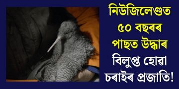 নিউজিলেণ্ডত ৫০ বছৰৰ পাছত উদ্ধাৰ বিলুপ্ত হোৱা চৰাইৰ প্ৰজাতি!