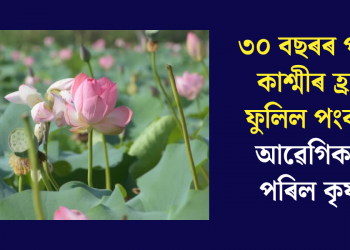 ৩০ বছৰৰ পাছত কাশ্মীৰ হ্ৰদত ফুলিল পংকজ, আৱেগিক হৈ পৰিল কৃষক