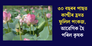৩০ বছৰৰ পাছত কাশ্মীৰ হ্ৰদত ফুলিল পংকজ, আৱেগিক হৈ পৰিল কৃষক