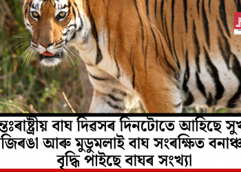 আন্তঃৰাষ্ট্ৰীয় বাঘ দিৱসৰ দিনটোতে আহিছে সুখবৰ! কাজিৰঙা আৰু মুডুমলাই বাঘ সংৰক্ষিত বনাঞ্চলত বৃদ্ধি পাইছে বাঘৰ সংখ্যা
