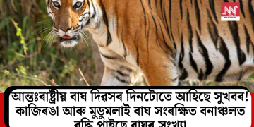 আন্তঃৰাষ্ট্ৰীয় বাঘ দিৱসৰ দিনটোতে আহিছে সুখবৰ! কাজিৰঙা আৰু মুডুমলাই বাঘ সংৰক্ষিত বনাঞ্চলত বৃদ্ধি পাইছে বাঘৰ সংখ্যা