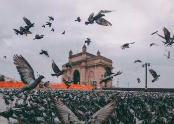 শান্তিৰ দূত হৈ পৰিছে অশান্তিৰ কাৰণ! জন স্বাস্থ্যৰ প্ৰতি লক্ষ্য ৰাখি মুম্বাইত পাৰ চৰাইক খাদ্য প্ৰদান কৰা ৫১টা ফিডিং জ’ন বন্ধ কৰাৰ নিৰ্দেশ
