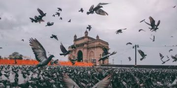 শান্তিৰ দূত হৈ পৰিছে অশান্তিৰ কাৰণ! জন স্বাস্থ্যৰ প্ৰতি লক্ষ্য ৰাখি মুম্বাইত পাৰ চৰাইক খাদ্য প্ৰদান কৰা ৫১টা ফিডিং জ’ন বন্ধ কৰাৰ নিৰ্দেশ