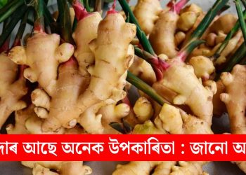 আদাৰ আছে অনেক উপকাৰিতা : জানো আহক
