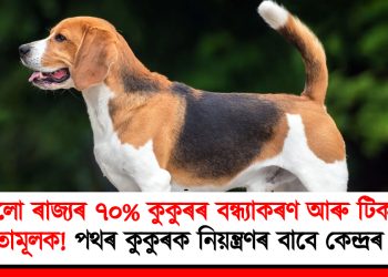 সকলো ৰাজ্যৰ ৭০% কুকুৰৰ বন্ধ্যাকৰণ আৰু টিকাকৰণ বাধ্যতামূলক! পথৰ কুকুৰক নিয়ন্ত্ৰণৰ বাবে কেন্দ্ৰৰ নিৰ্দেশ