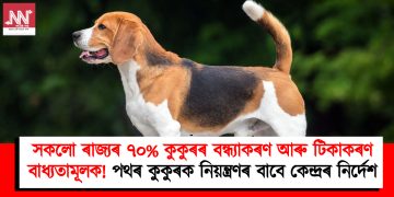 সকলো ৰাজ্যৰ ৭০% কুকুৰৰ বন্ধ্যাকৰণ আৰু টিকাকৰণ বাধ্যতামূলক! পথৰ কুকুৰক নিয়ন্ত্ৰণৰ বাবে কেন্দ্ৰৰ নিৰ্দেশ