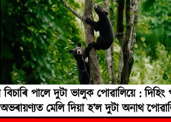 আশ্ৰয় বিচাৰি পালে দুটা ভালুক পোৱালিয়ে : দিহিং পাটকাই অভৰায়ণ্যত মেলি দিয়া হ’ল দুটা অনাথ পোৱালি