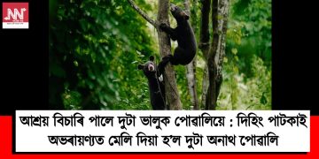 আশ্ৰয় বিচাৰি পালে দুটা ভালুক পোৱালিয়ে : দিহিং পাটকাই অভৰায়ণ্যত মেলি দিয়া হ’ল দুটা অনাথ পোৱালি