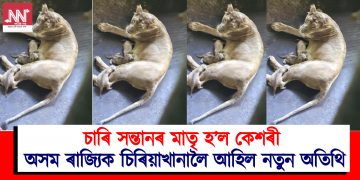 চাৰি সন্তানৰ মাতৃ হ’ল কেশৰী : অসম ৰাজ্যিক চিৰিয়াখানালৈ আহিল নতুন অতিথি