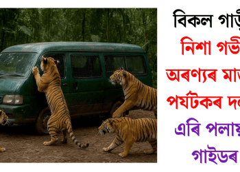 বিকল গাড়ী! নিশা গভীৰ অৰণ্যৰ মাজত পৰ্যটকৰ দলক এৰি পলায়ন গাইডৰ