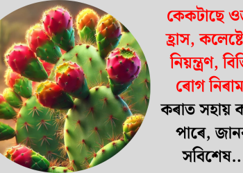 কেকটাছে ওজন হ্ৰাস, কলেষ্টেৰল নিয়ন্ত্ৰণ, বিভিন্ন ৰোগ নিৰাময় কৰাত সহায় কৰিব পাৰে, জানক সবিশেষ…