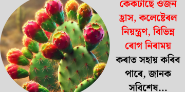 কেকটাছে ওজন হ্ৰাস, কলেষ্টেৰল নিয়ন্ত্ৰণ, বিভিন্ন ৰোগ নিৰাময় কৰাত সহায় কৰিব পাৰে, জানক সবিশেষ…
